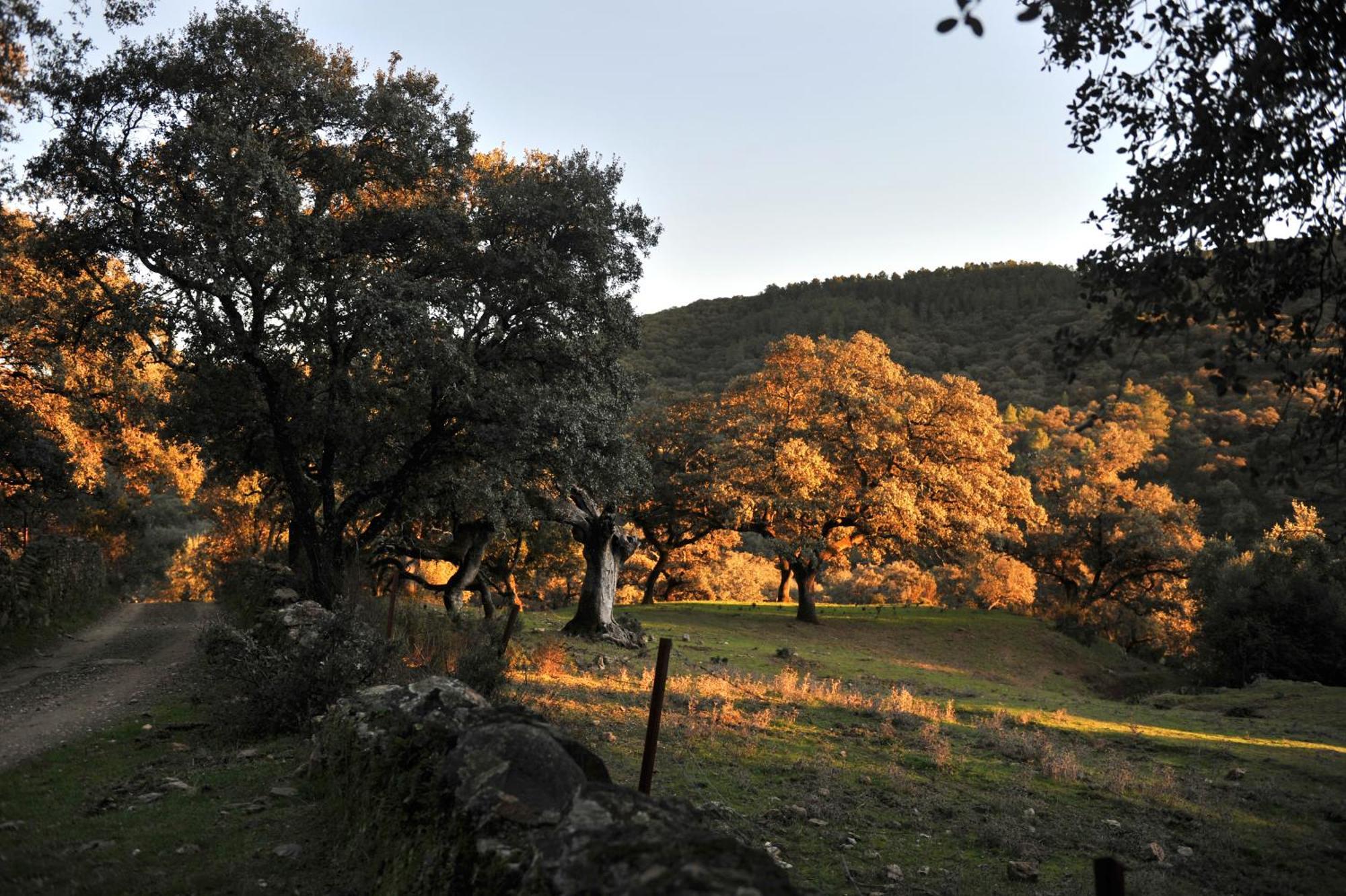 La Molinilla Apartamentos Y Hammam (Adults Only) Linares de la Sierra Exteriör bild